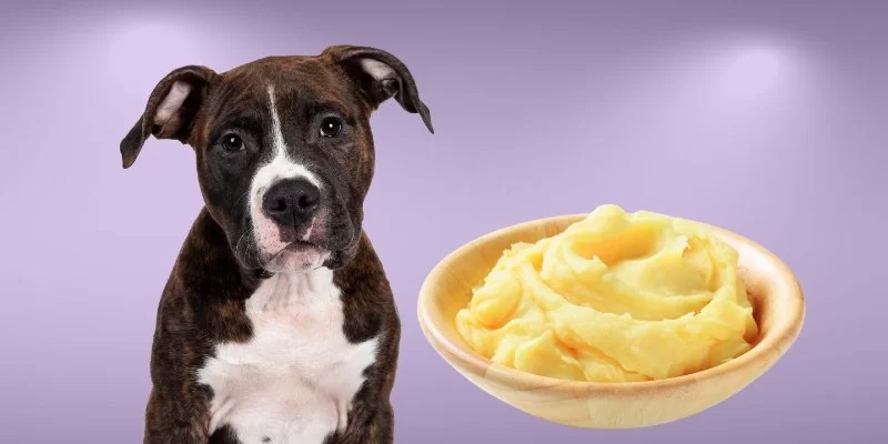 Can Dogs Eat Mashed Potatoes? A Vet's Guide to Safe Feeding
