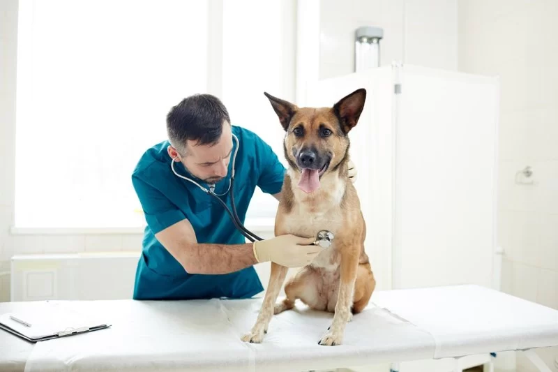 Cómo se dice veterinario en inglés y por qué es más que una simple traducción
