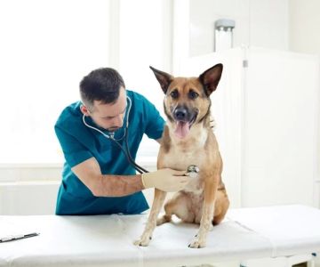 Cómo se dice veterinario en inglés y por qué es más que una simple traducción