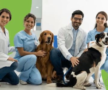 What Interests Should a Veterinarian Have to Succeed in Their Career