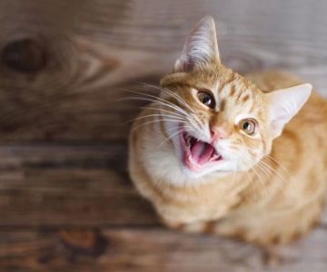 Cat Meowing Non-Stop at the Door: Causes and How to Stop It