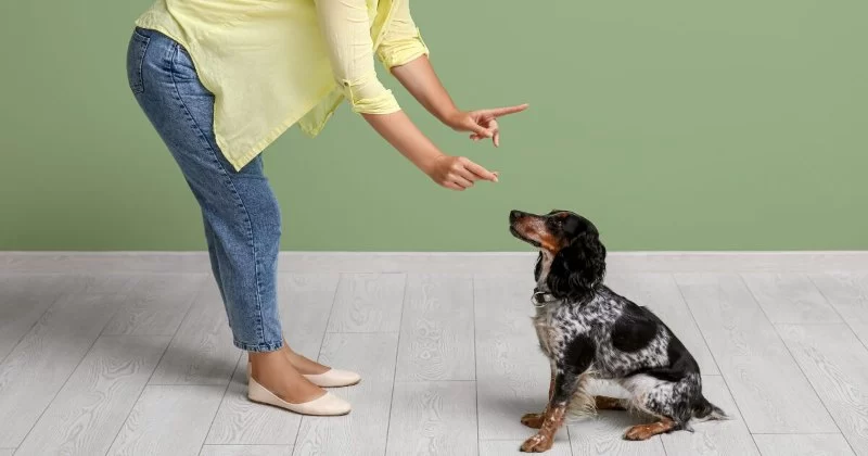 Dog Obedience Training at Home: Where to Start Explained Simply