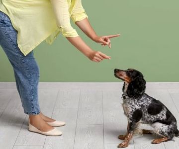 Dog Obedience Training at Home: Where to Start Explained Simply