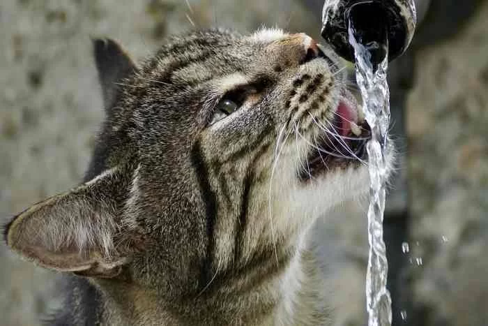 The Importance of Hydration: How Much Water Does Your Pet Need? in 2025