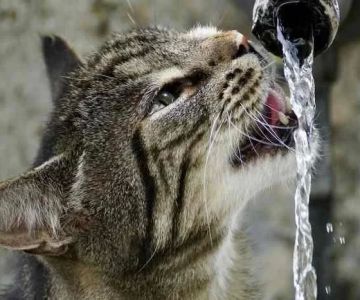 The Importance of Hydration: How Much Water Does Your Pet Need? in 2025