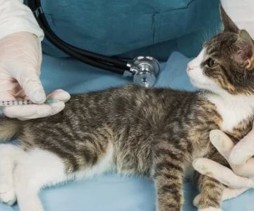 Veterinary Vaccination Schedules: What Your Pet Needs and When - Vet Approved Insights