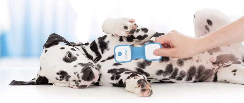Best At‑Home Vital Sign Monitoring Tools for Dogs & Cats