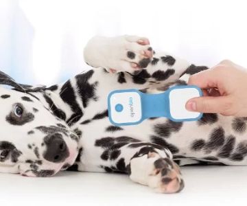 Best At‑Home Vital Sign Monitoring Tools for Dogs & Cats