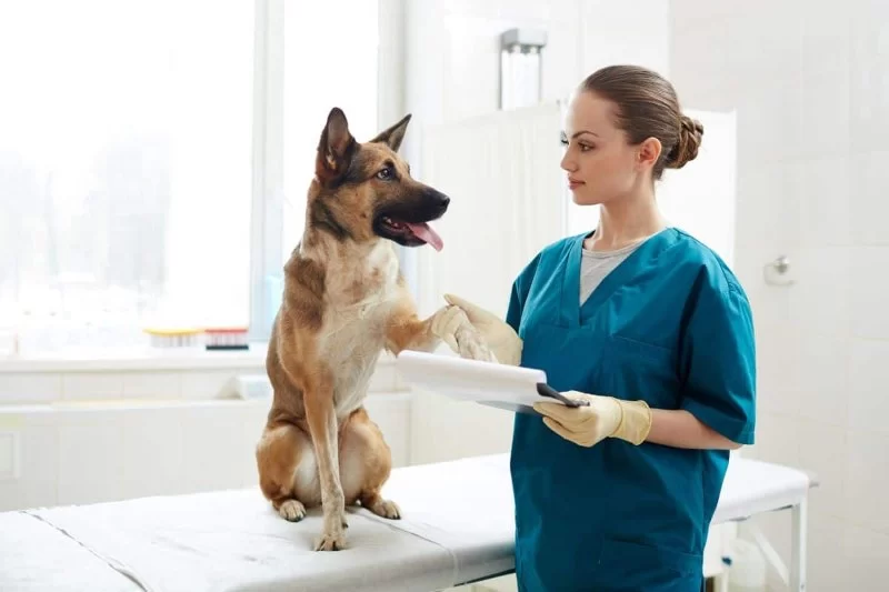 A Veterinarian is Interested in the Average: Understanding Key Metrics in Pet Care