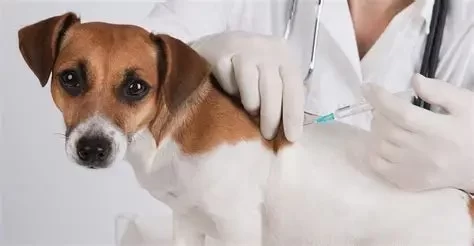 How to Create a Customized Vaccination Schedule for Your Dog or Cat That Could Save Your Pet's Life