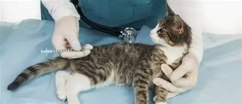 Veterinary Vaccination Schedules: Essential Information for Pet Owners