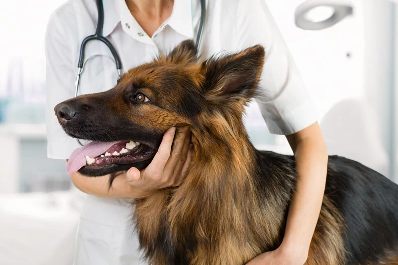 Who Owns Southern Veterinary Partners and What It Means for Pet Owners