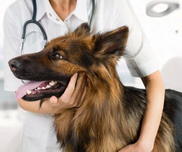 Who Owns Southern Veterinary Partners and What It Means for Pet Owners