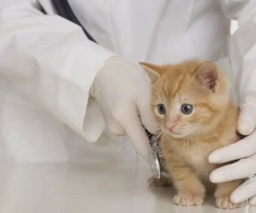 What Is a Veterinary Clinic and Why Your Pet Deserves the Best Care