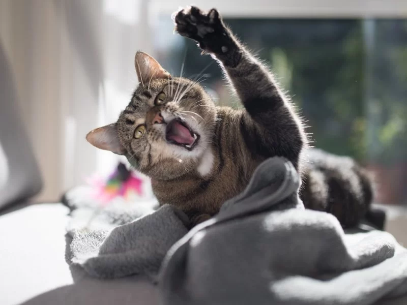 Cat Sudden Behavior Changes and Aggression: What Every Owner Should Know