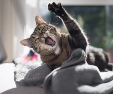 Cat Sudden Behavior Changes and Aggression: What Every Owner Should Know