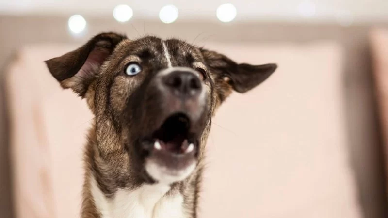What to Do About Dog Excessive Whining or Howling at Night