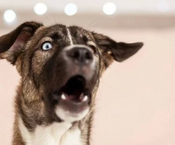What to Do About Dog Excessive Whining or Howling at Night