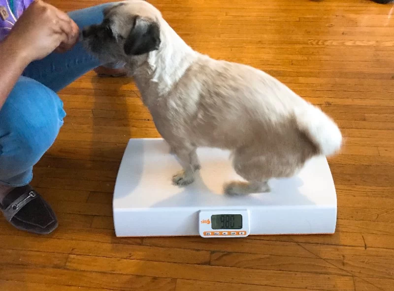 Top Free Online Tools to Track Your Pet’s Weight Over Time Explained Simply