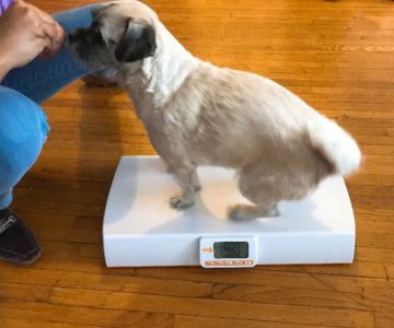 Top Free Online Tools to Track Your Pet’s Weight Over Time Explained Simply