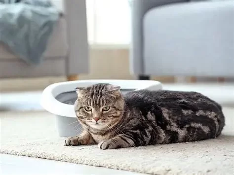 What to Do If Your Cat Is Peeing Outside the Litter Box Every Owner Should Know