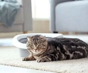What to Do If Your Cat Is Peeing Outside the Litter Box Every Owner Should Know