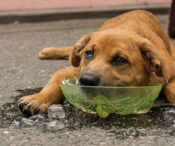 How to Prevent Heatstroke in Pets During Hot Summer Months With Natural Remedies