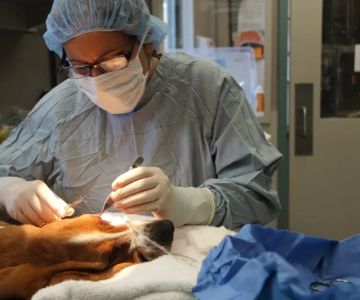 Spaying and Neutering Services: Benefits, Timing, and Costs With Natural Remedies