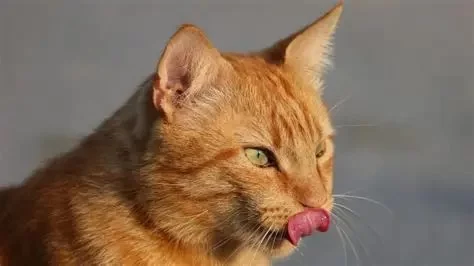 Cat Licking Their Nose Excessively: Causes and Solutions