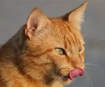 Cat Licking Their Nose Excessively: Causes and Solutions