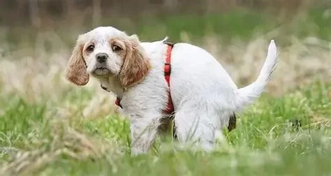 10 Common Causes of Dog Diarrhea and Natural Remedies to Know
