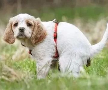 10 Common Causes of Dog Diarrhea and Natural Remedies to Know