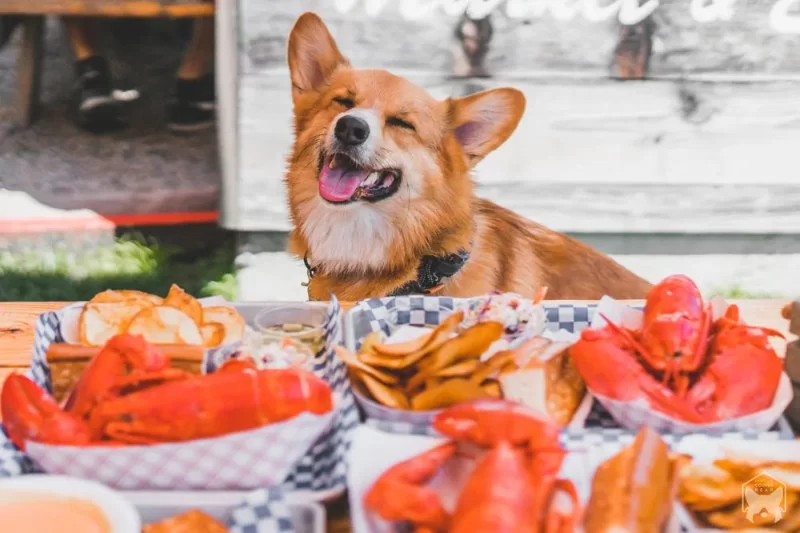 Can Dogs Eat Lobster? What Every Pet Owner Should Know