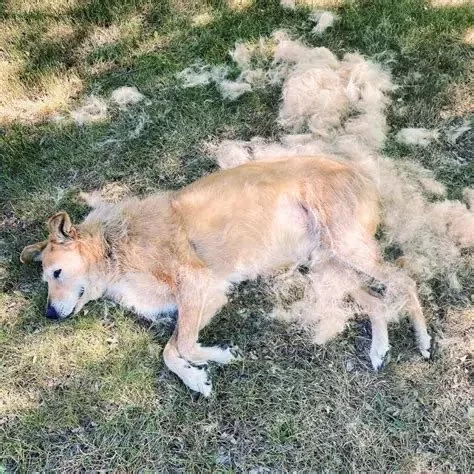 Understanding Dog Excessive Shedding and Bald Spots: What Every Owner Needs to Know