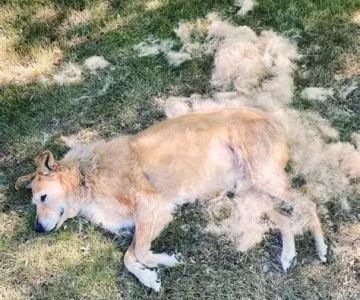 Understanding Dog Excessive Shedding and Bald Spots: What Every Owner Needs to Know