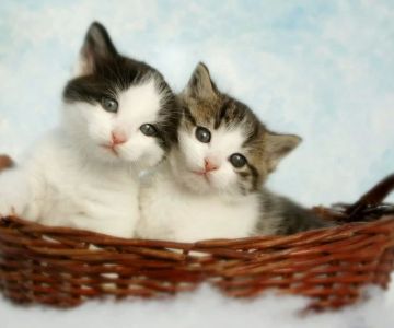 How to Tell If Your Pet Has Allergies and What to Avoid - Vet Approved Insights