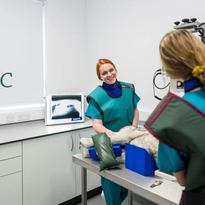 How to Get a Doctor of Veterinary Medicine Degree: Complete Guide to Becoming a Vet