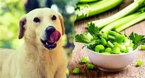 Can Dogs Eat Celery Sticks? A Guide to Safe Snacks for Your Dog