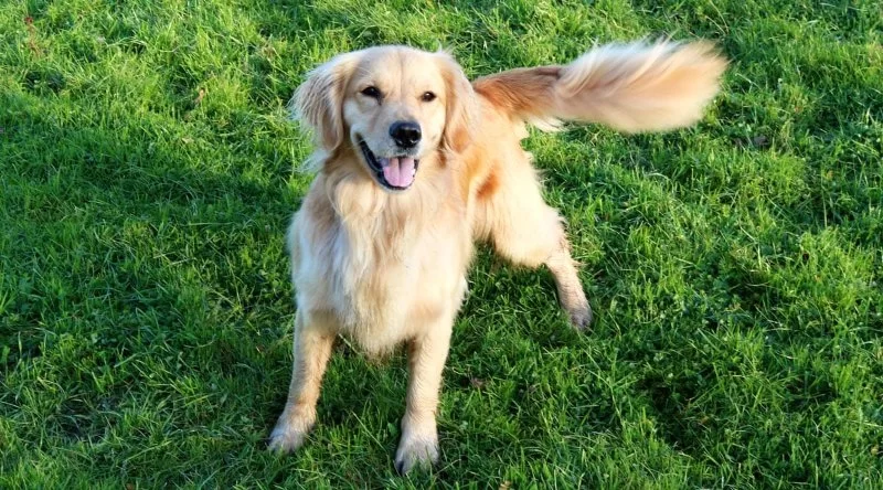 Why Your Dog Might Not Be Wagging Its Tail and What to Do About It