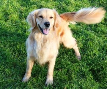 Why Your Dog Might Not Be Wagging Its Tail and What to Do About It