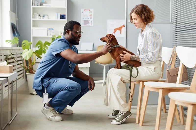 Preventive Veterinary Care: Essential for Long-Term Health | Vet Approved Insights