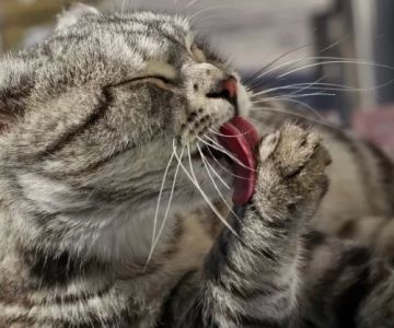 Why is My Cat Licking Their Paws and Then Scratching Their Ears?