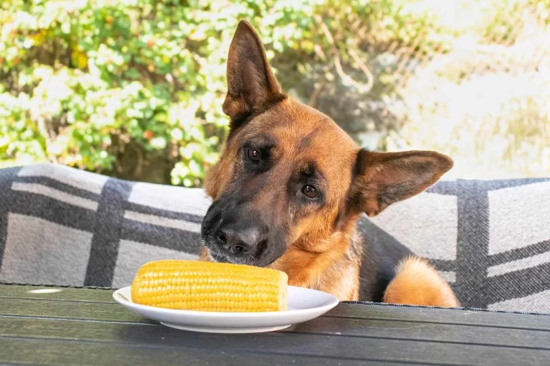 Can Dogs Eat Corn on the Cob? What You Need to Know