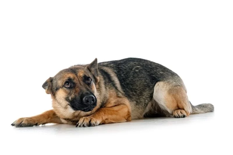 Dog Shaking and Trembling When Scared: What You Need to Know