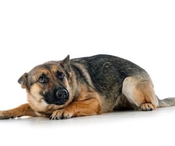 Dog Shaking and Trembling When Scared: What You Need to Know