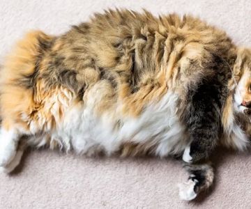 Is Your Pet Overweight? How to Check and What to Do Explained Simply