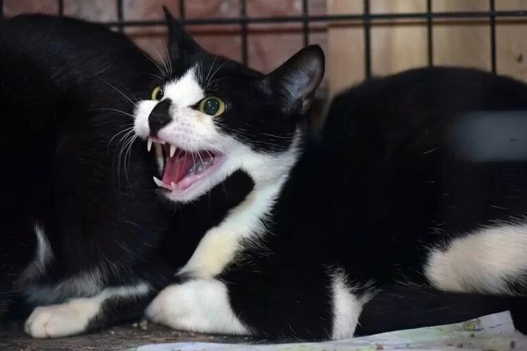 Why Is My Cat Suddenly Aggressive? Behavioral Causes and Fixes - Vet Approved Insights
