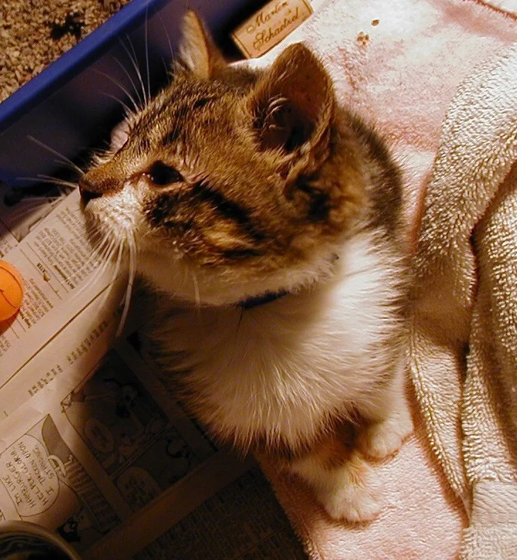 Why Is My Cat Not Responding to Its Name Anymore?