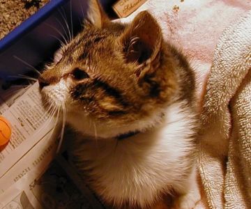 Why Is My Cat Not Responding to Its Name Anymore?