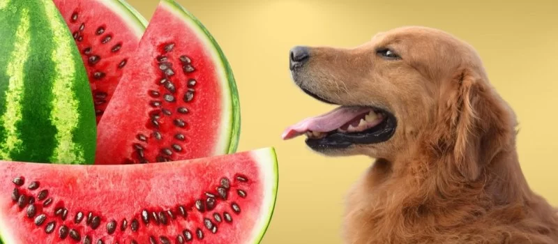 Can Dogs Eat Watermelon with Seeds? What You Need to Know